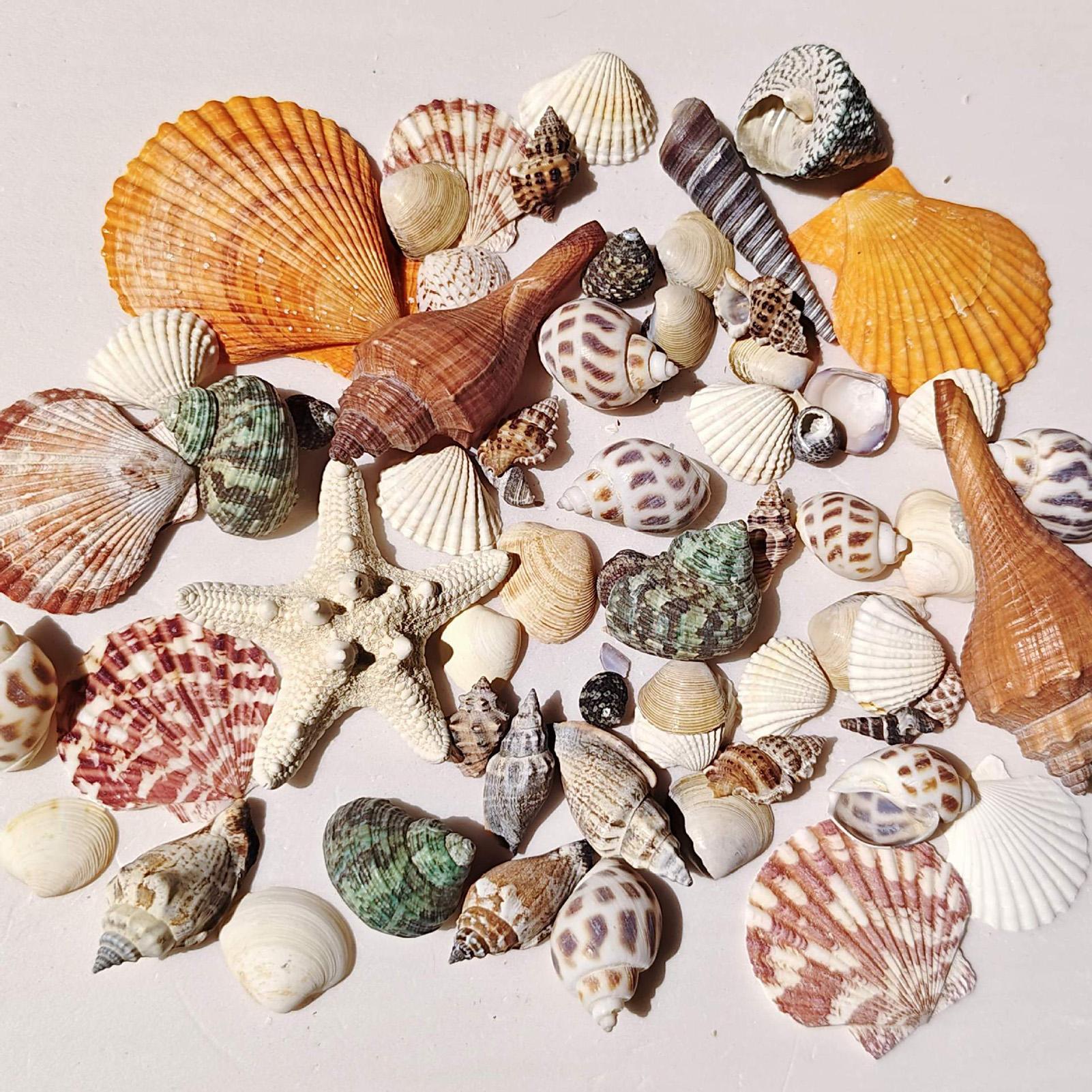 Candle Making For Beginners - Tiny Shells Natural Sea Theme Candle